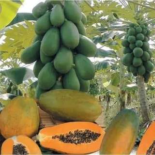 Cây giống đu đủ ruột vàng lai f1