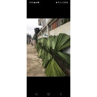 chổi cọ quét sân