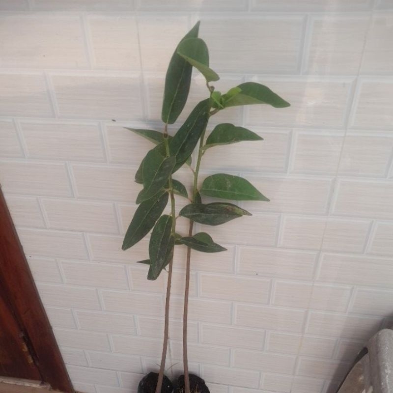 cây giống bình bát