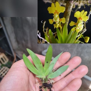 Lan Erycina, trứng bướm, rết, Linh Tử.v.v.mini set terrarium, tiểu cảnh