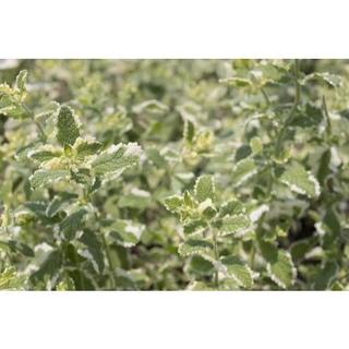 [Hoả tốc HCM] Chậu cây giống Bạc Hà Dứa - Pineapple Mint