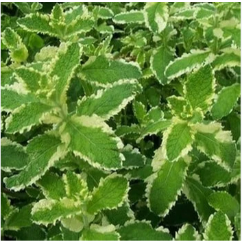 [Hoả tốc HCM] Chậu cây giống Bạc Hà Dứa - Pineapple Mint
