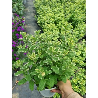 [Hoả tốc HCM] Chậu cây giống Bạc Hà Dứa - Pineapple Mint