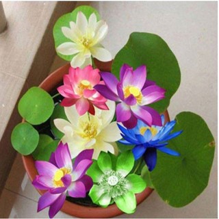 Hạt giống sen nhật mini - gói 10 hạt đủ màu