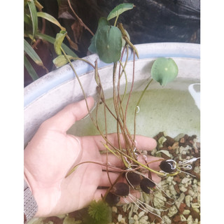 Hạt giống sen nhật mini - gói 10 hạt đủ màu