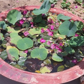 [BIONATURAL VN] Hạt Sen Hồng Đồng Tháp Mười