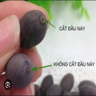 [BIONATURAL VN] Hạt Sen Hồng Đồng Tháp Mười