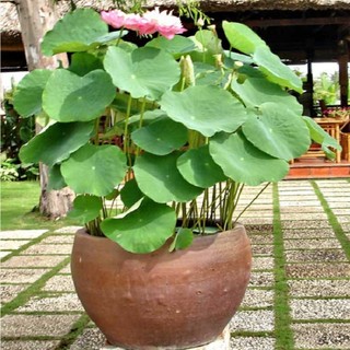 [BIONATURAL VN] Hạt Sen Hồng Đồng Tháp Mười