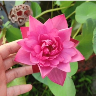 [BIONATURAL VN] Hạt Sen Hồng Đồng Tháp Mười