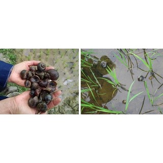 Thuốc diệt ốc Moi Oc 6GR gói 100g