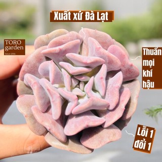 Sen đá cúc tím Đà Lạt size bé cây cảnh trang trí nhà cửa Toro garden