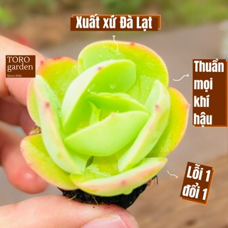 Sen đá bèo má đào Đà Lạt 5 cây size mini cây cảnh trang trí nhà cửa Toro garden