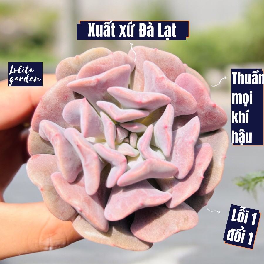 Sen đá cúc tím Đà Lạt size bé cây cảnh trang trí nhà cửa Lolita garden
