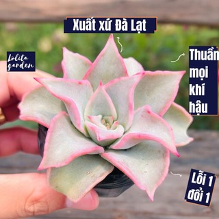 Sen đá maliba Đà Lạt size bé cây cảnh trang trí nhà cửa Lolita garden