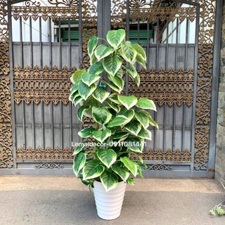 Cây trầu bà giả, Cây viền trắng decor phòng khách,phòng ngủ,nhà hàng.