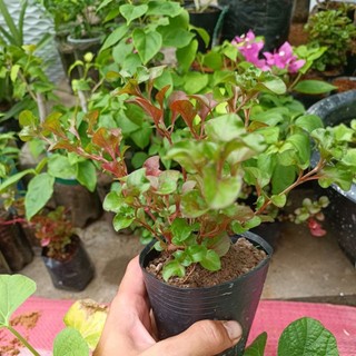 Bầu cây xà lách xoong nhật cây hồng xoắn thủy sinh.