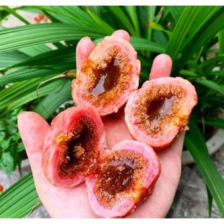 cây vả mật quả ngọt