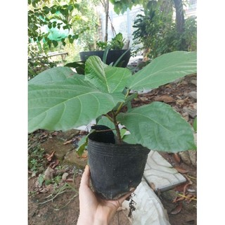 cây vả mật quả ngọt