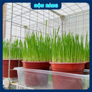 Combo tự trồng cỏ lúa mì cho mèo [Chậu + Đất + Hạt]