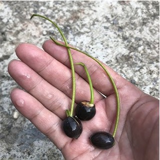 [BIONATURAL VN] Hạt Sen Hồng Đồng Tháp Mười