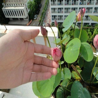 [BIONATURAL VN] Hạt Sen Hồng Đồng Tháp Mười