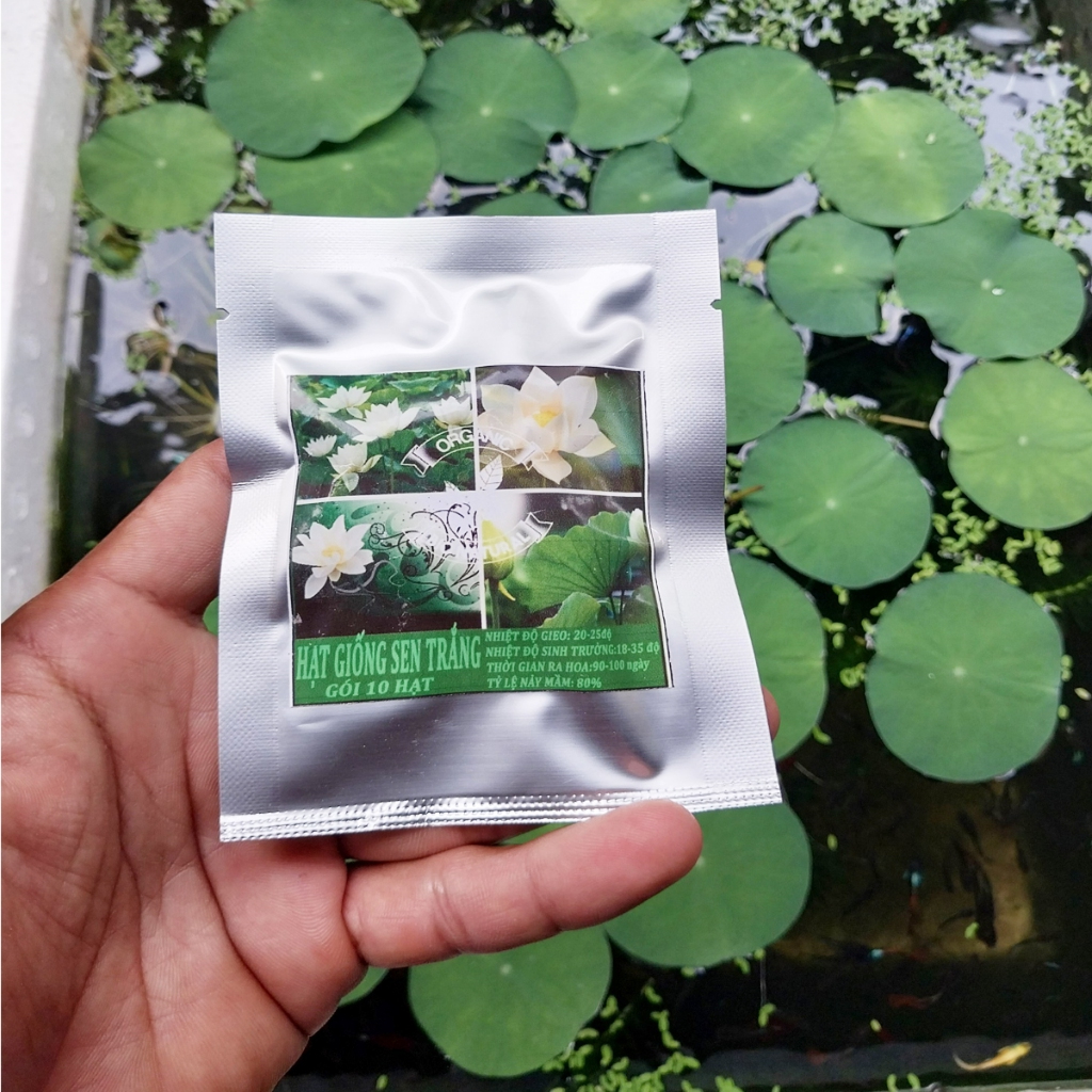 Hạt giống sen trắng - gói 10 hạt [BIONATURAL VN]