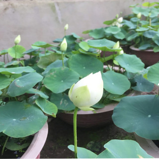 Hạt giống sen trắng - gói 10 hạt [BIONATURAL VN]