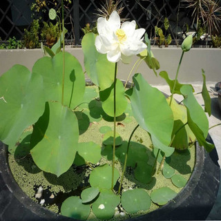 Hạt giống sen trắng - gói 10 hạt [BIONATURAL VN]