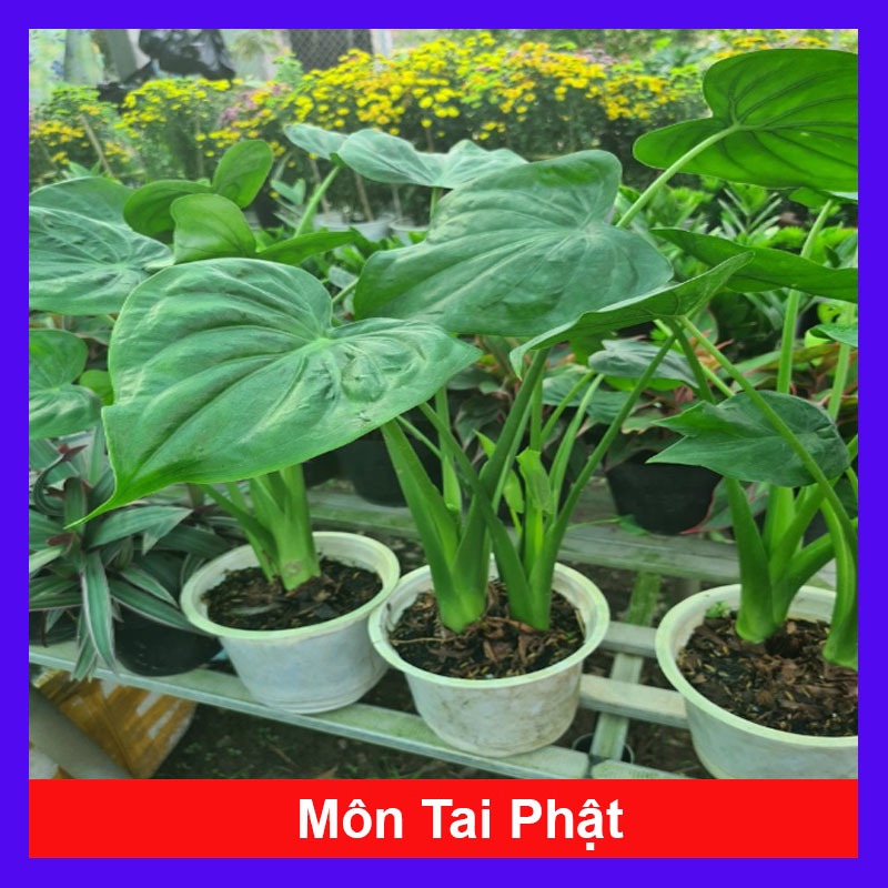Môn tai phật - cây đuổi muỗi