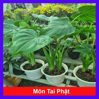Môn tai phật - cây đuổi muỗi