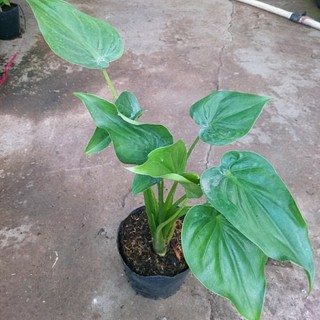 Môn tai phật - cây đuổi muỗi