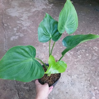 Môn tai phật - cây đuổi muỗi