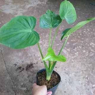 Môn tai phật - cây đuổi muỗi