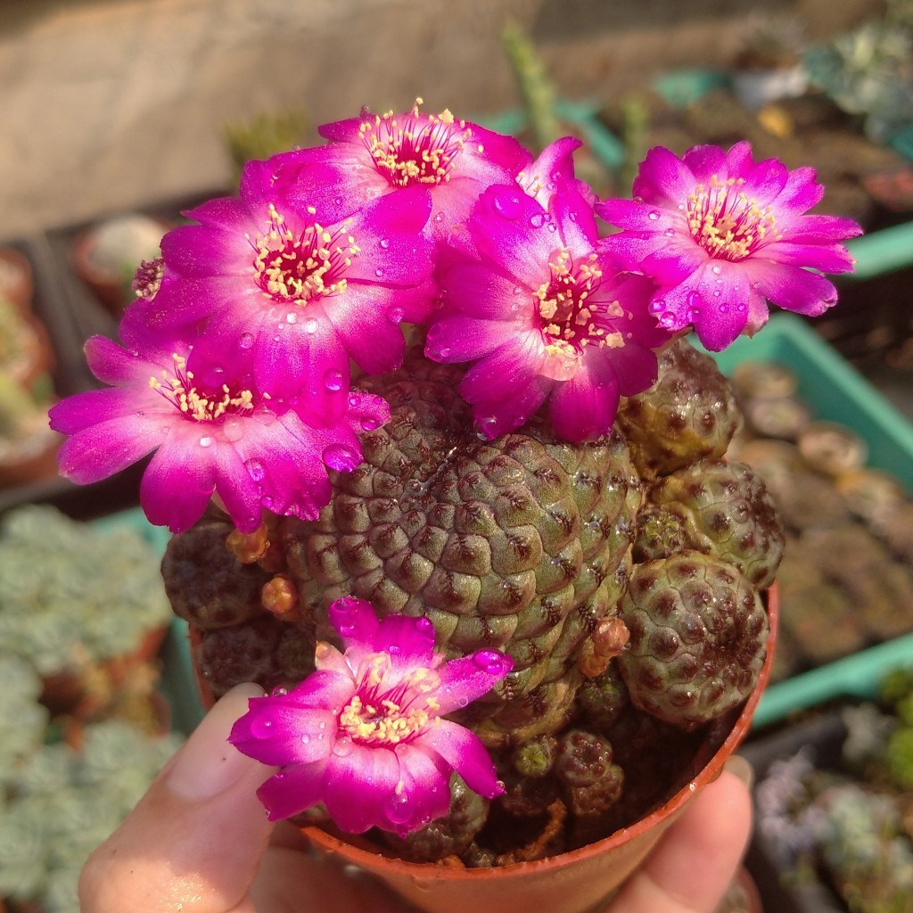 Xương rồng na bụi - Sulcorebutia Rauschii hoa hồng tím trồng trang trí tiểu cảnh, sân vườn, làm quà tặng