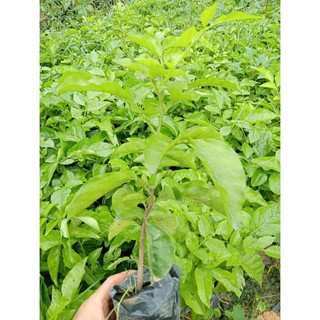 5 Cây Quất hồng bì