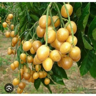 5 Cây Quất hồng bì