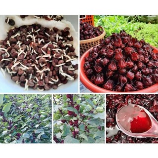 Hạt giống atiso đỏ - cây bụt giấm 20 hạt