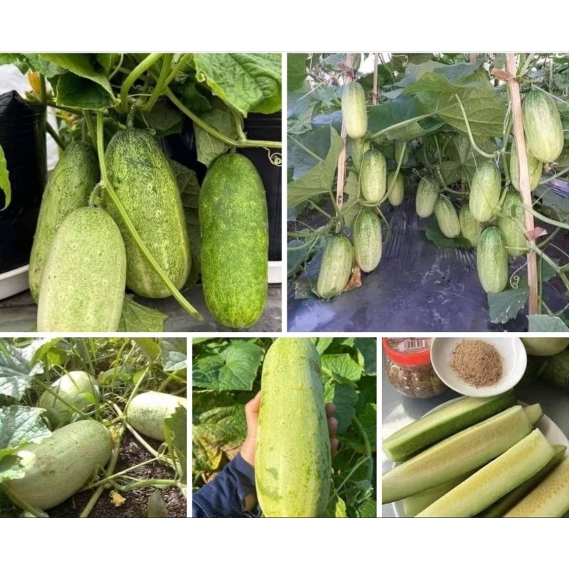 Hạt giống dưa chuột mèo 30 hạt