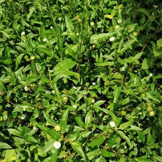 Cây cỏ mực, nhọ nồi