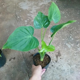 Cây Môn Tai Phật