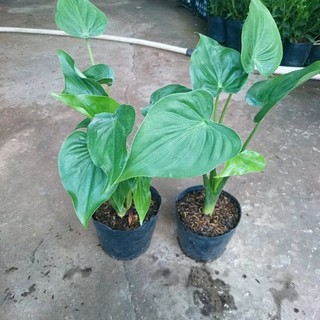 Cây Môn Tai Phật