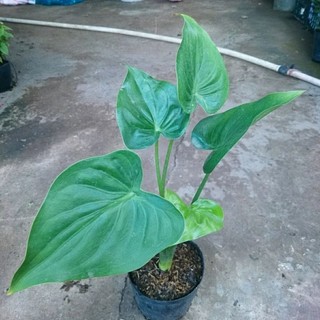Cây Môn Tai Phật