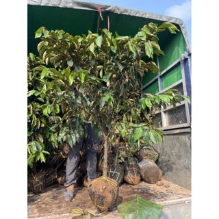 Cây vú sữa mica lùn cây choai to cao 1m3-1m7