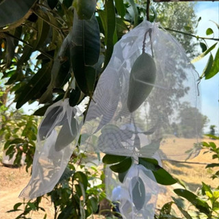  100 Cái Túi Lưới 20*30cm Dùng Bao Trái Xoài Mận Dưa Leo,.. Túi Bọc Trái Cây 