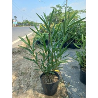 Cây 🌲 Trúc Đào Hồng đang hoa