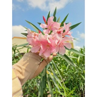 Cây 🌲 trúc đào hồng
