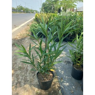 Cây 🌲 Trúc Đào Hồng đang hoa