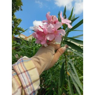 Cây 🌲 Trúc Đào Hồng đang hoa
