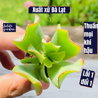 Sen đá thạch bích lá chuối Đà Lạt 5 cây size mini cây cảnh trang trí nhà cửa Lolita garden