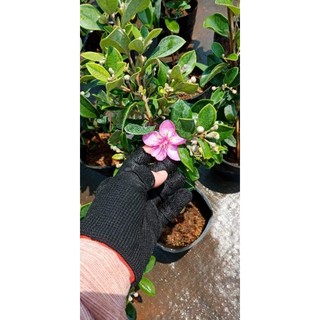 Chậu cây Sim rừng- Sim ăn trái